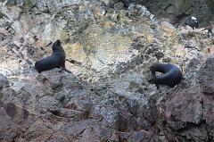 1147-Isole Ballestas,19 luglio 2013